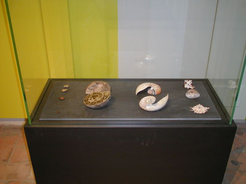 Vetrina Fossili